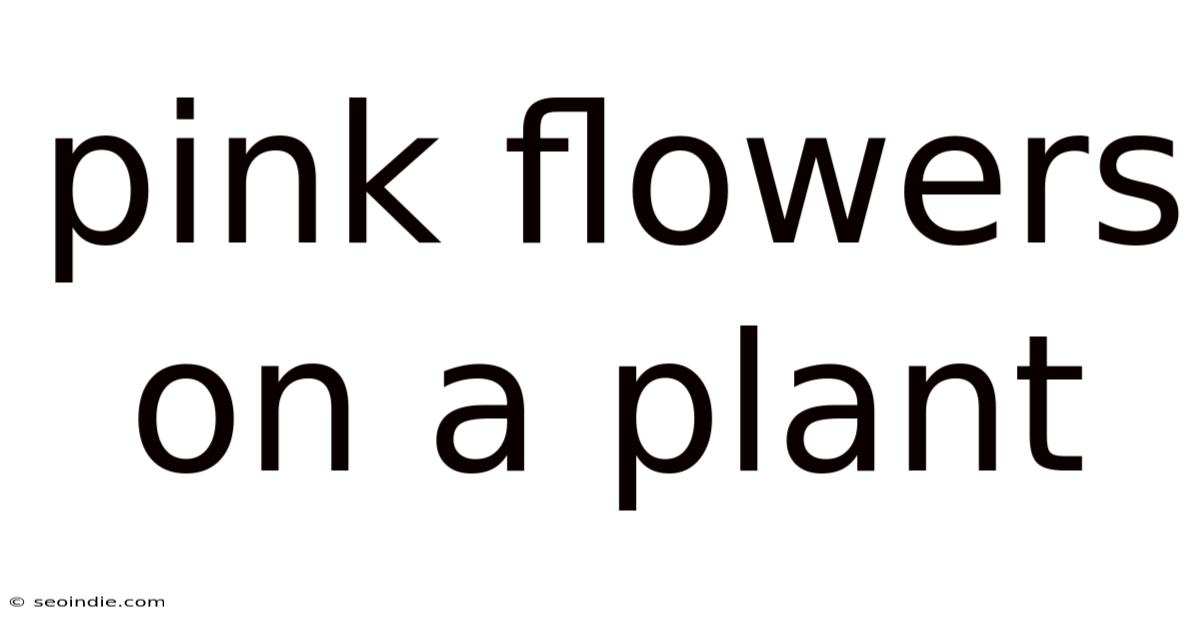 Pink Flowers On A Plant