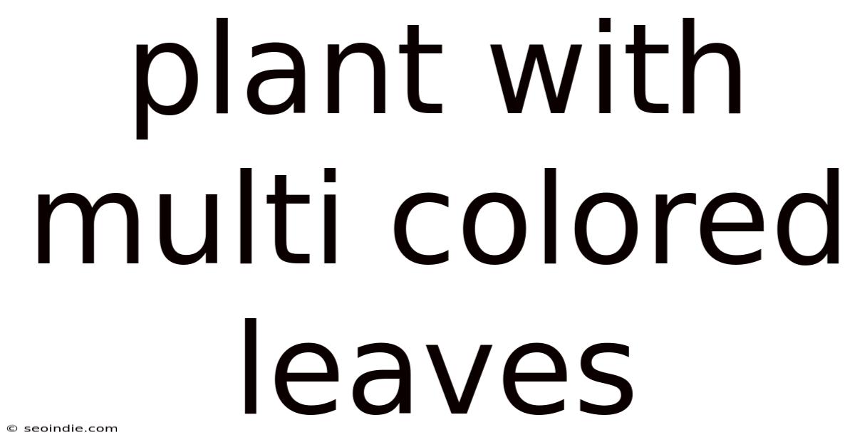 Plant With Multi Colored Leaves