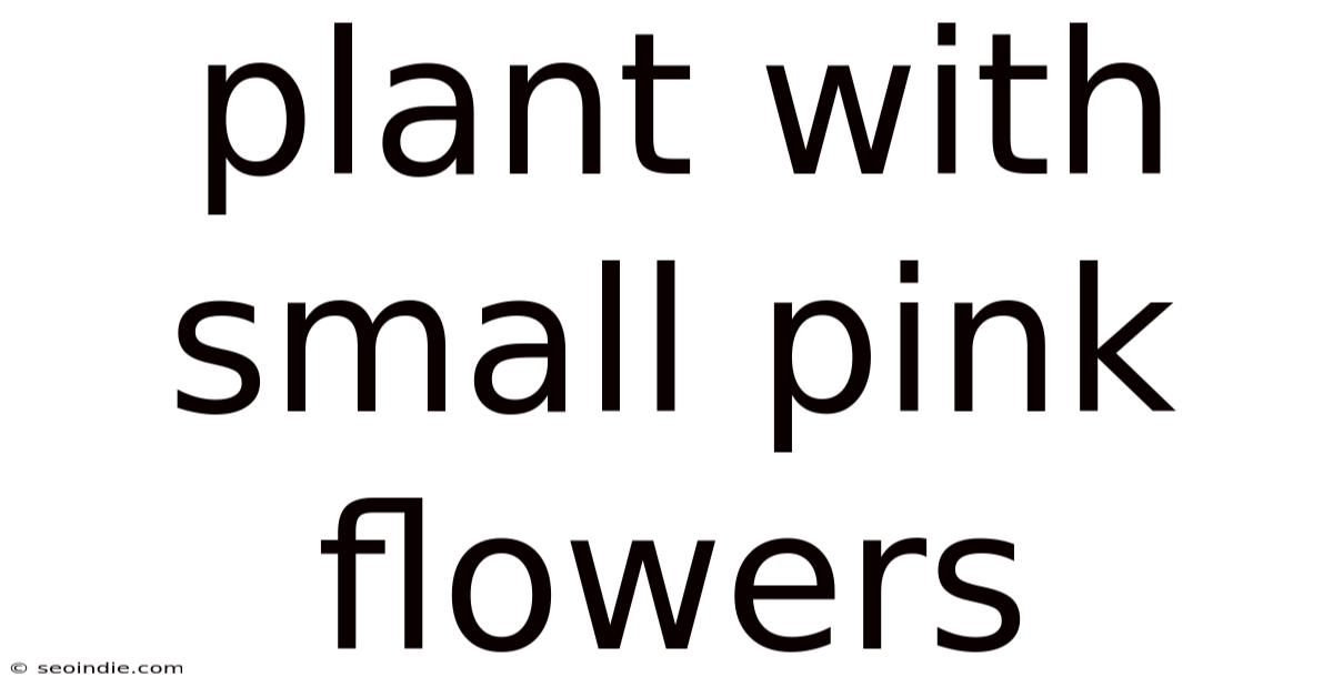 Plant With Small Pink Flowers