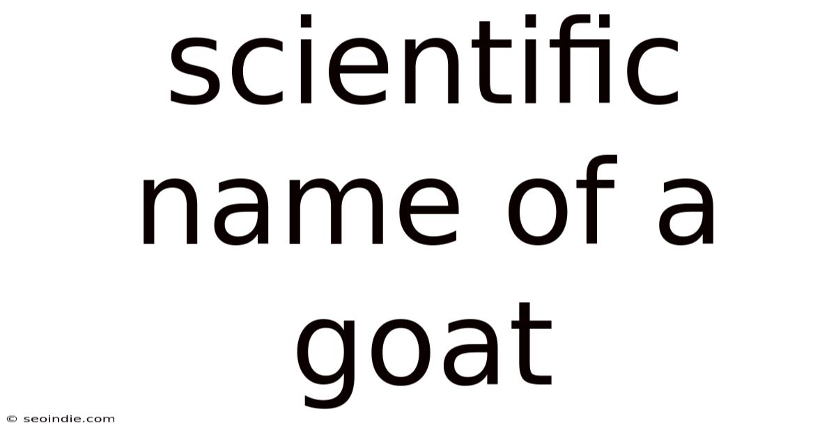 Scientific Name Of A Goat