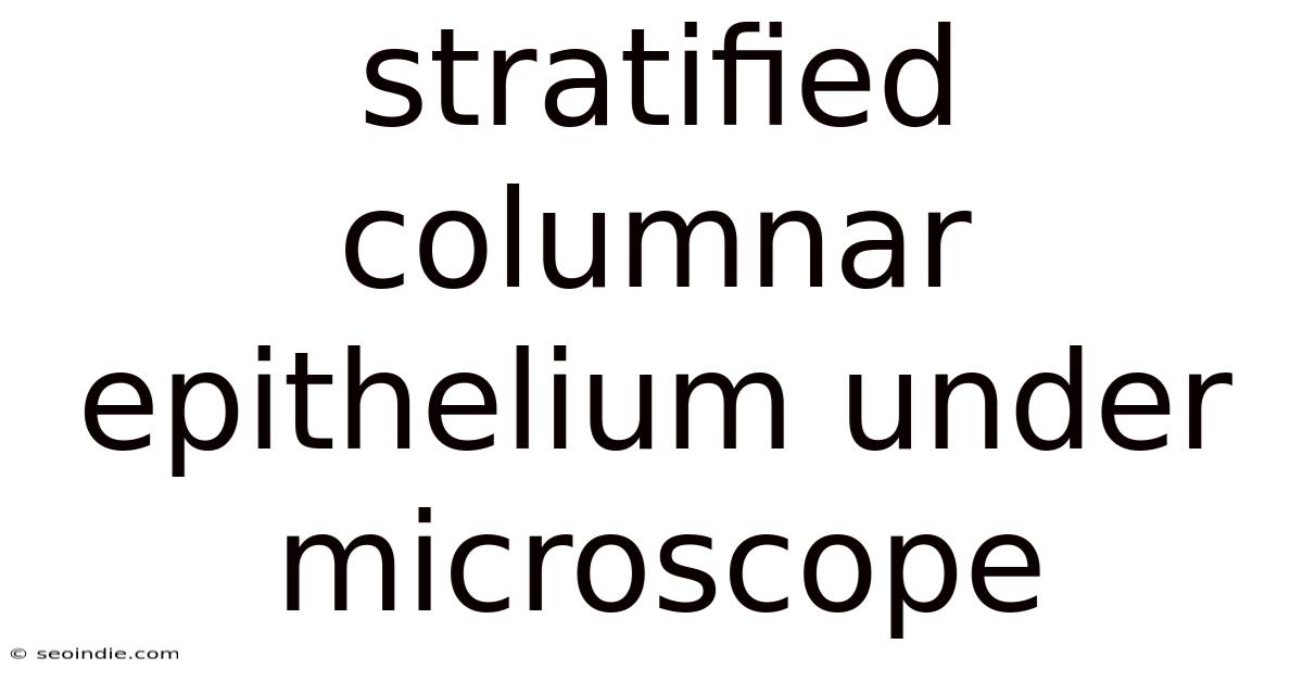 Stratified Columnar Epithelium Under Microscope