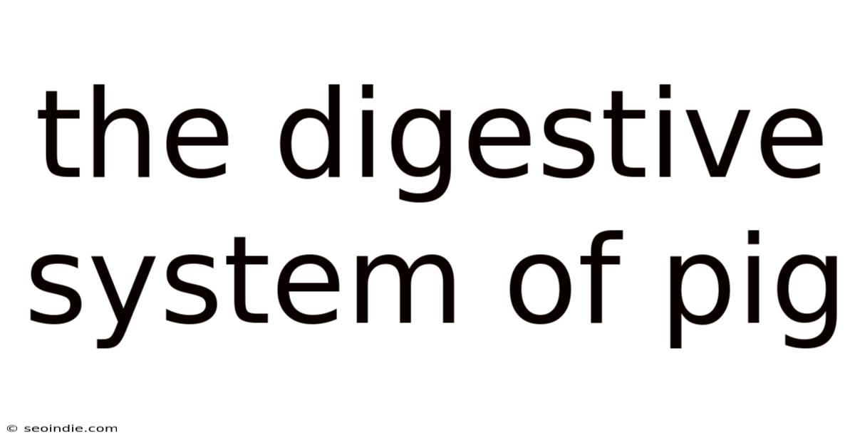 The Digestive System Of Pig