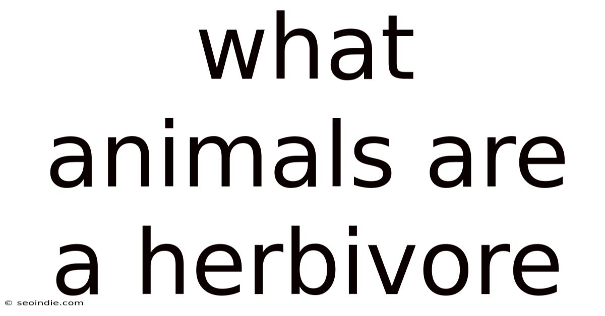 What Animals Are A Herbivore