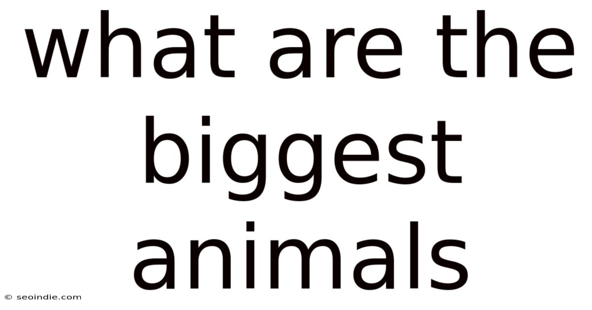 What Are The Biggest Animals