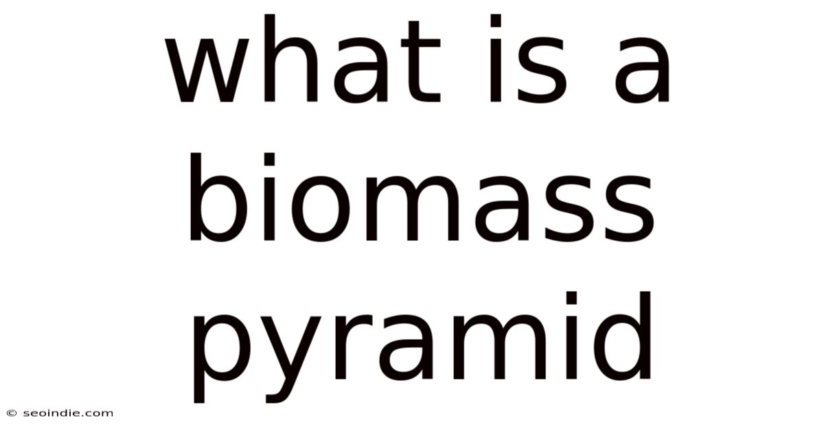 What Is A Biomass Pyramid