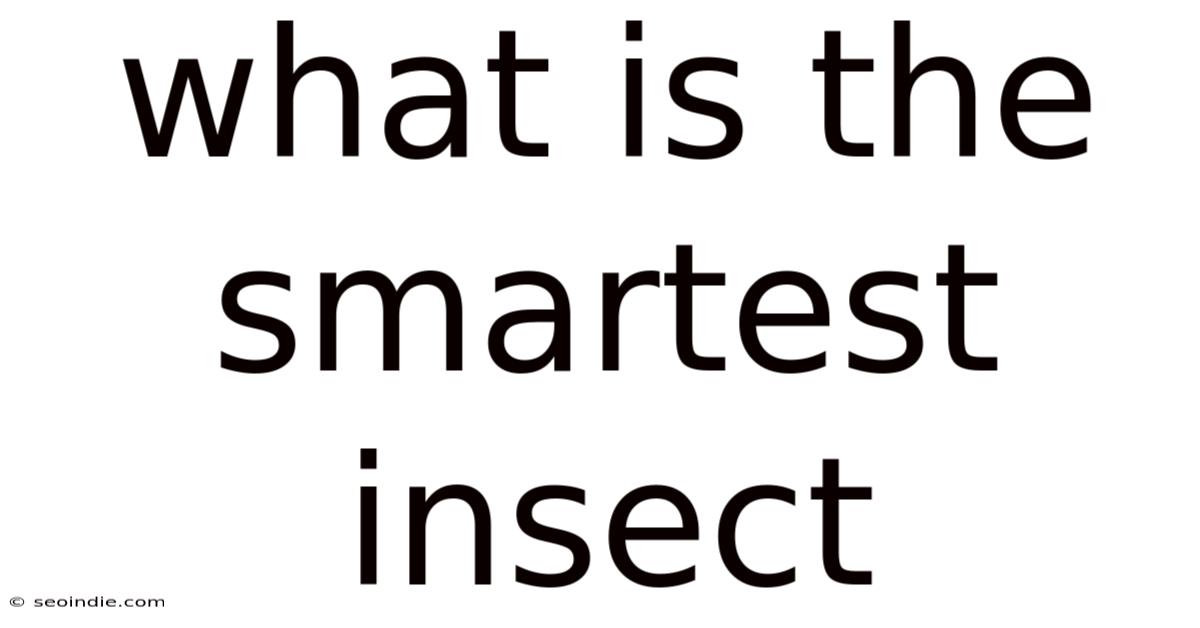 What Is The Smartest Insect
